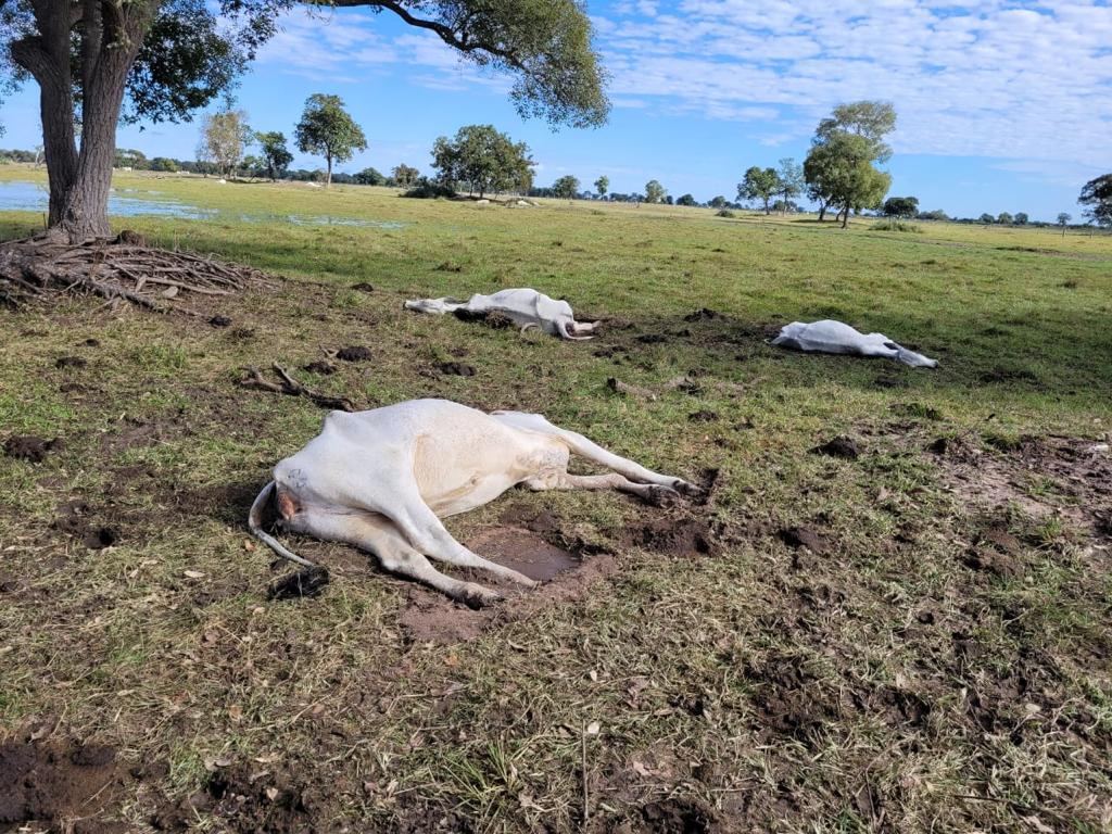Massa de ar frio causa a morte de mais de 1.500 cabeças de gado no Mato Grosso do Sul