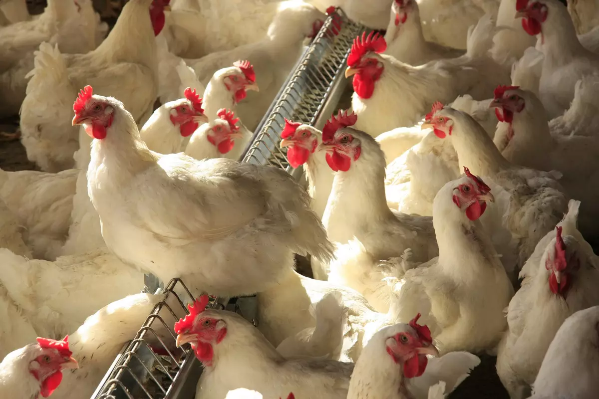 Ações de vigilância sanitária reforçam qualidade da produção avícola em Minas Gerais