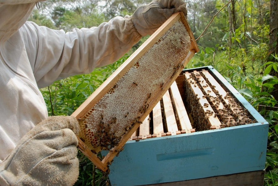 Piauí é o maior exportador de mel do Brasil
