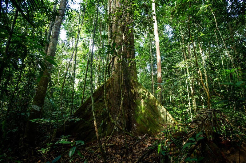 Fundo Amazônia financiará projetos municipais de redução ao desmatamento