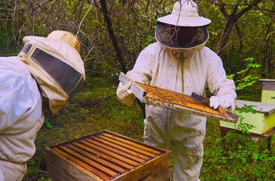 Com apoio da Codevasf, mel produzido no Piauí conquista o mercado internacional