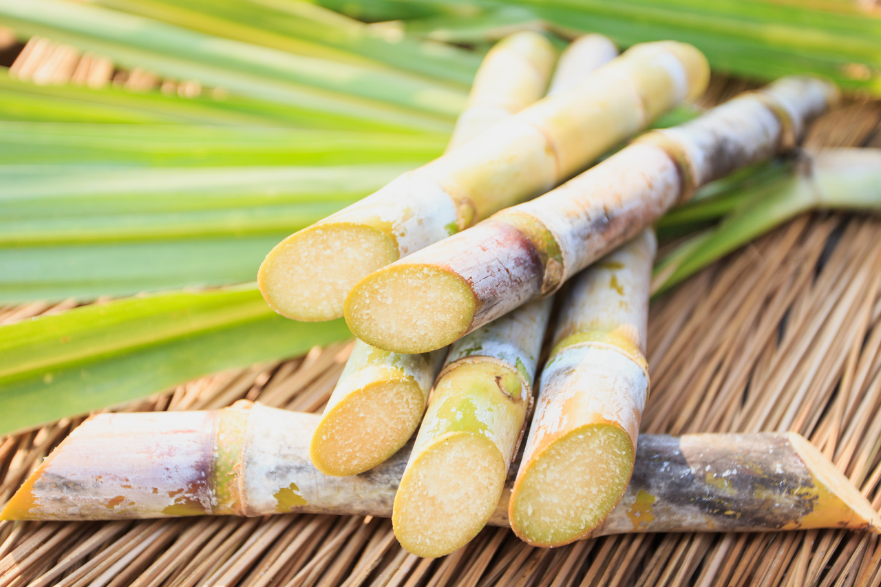 Safra de cana-de-açúcar registra aumento de 19,15% na moagem