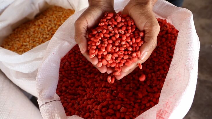 Queda de preços no mercado do feijão-carioca aponta para desafios à vista