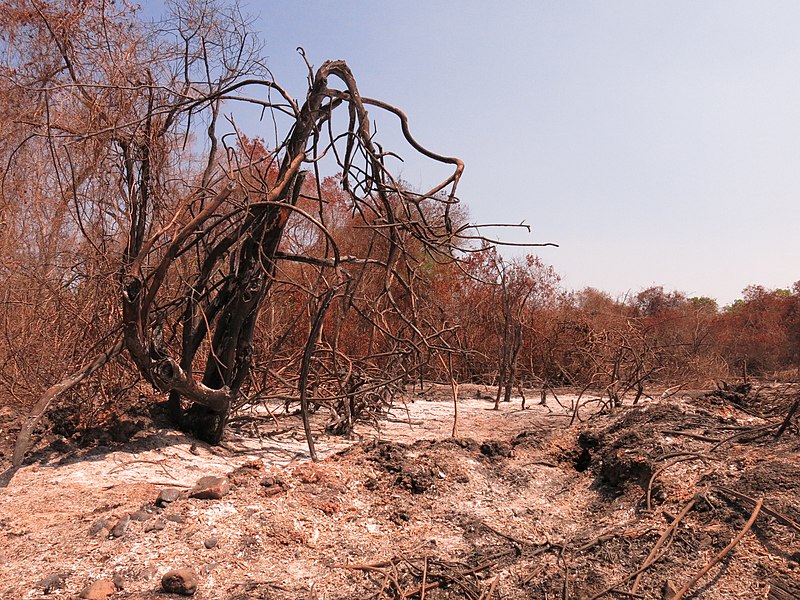Incêndios Avassaladores Devastaram Mais de 30% do Pantanal em 2020