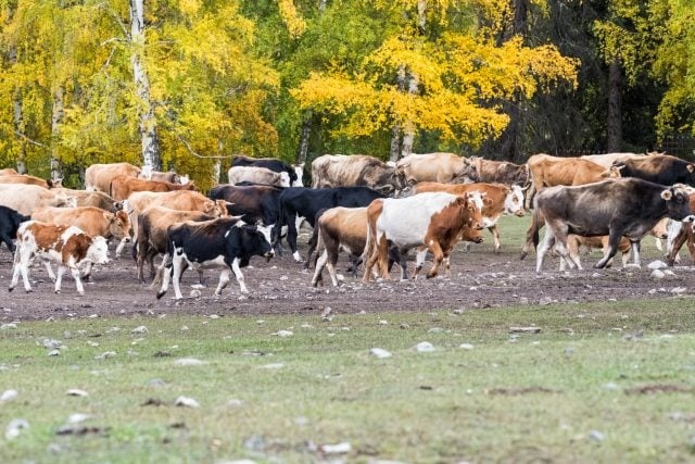 Carne bovina: China deve produzir 7,7 milhões de toneladas em 2024