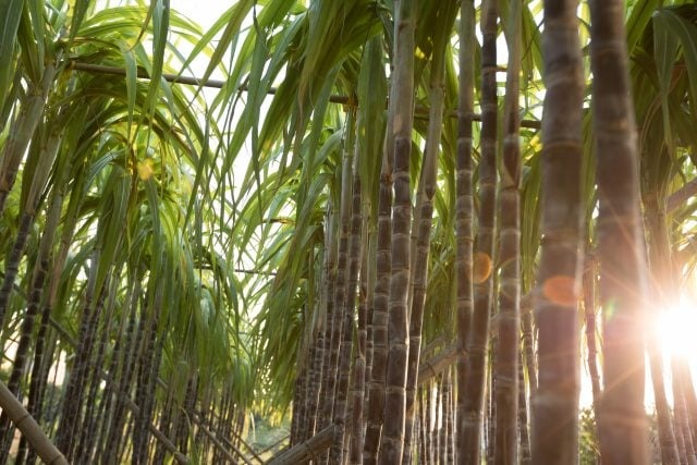 Cana-de-açúcar: produtividade no Centro-Sul cresce em julho, mas qualidade é inferior