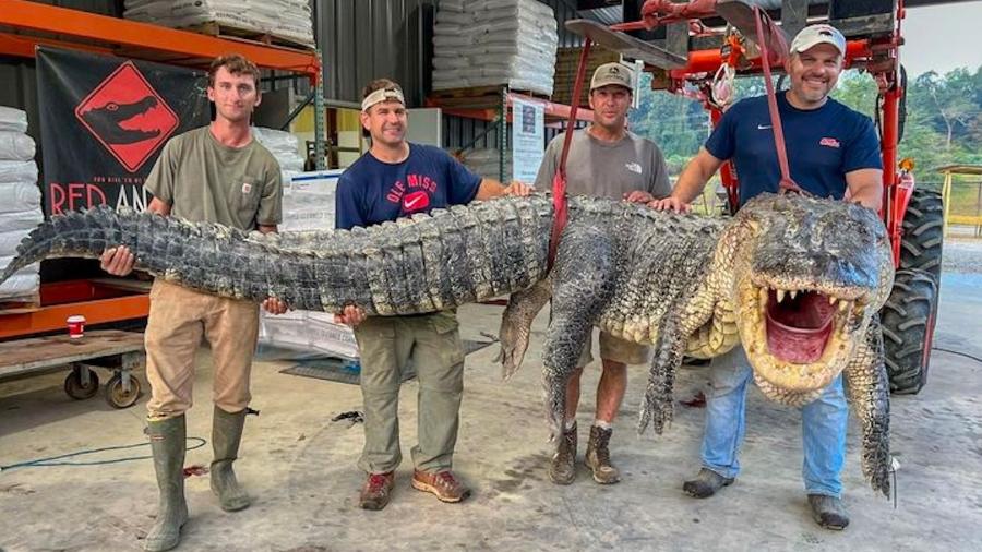 Jacaré gigante, de 360 kg, é capturado nos Estados Unidos