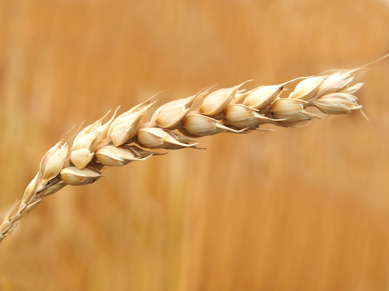 Preços do trigo despencam neste final de agosto