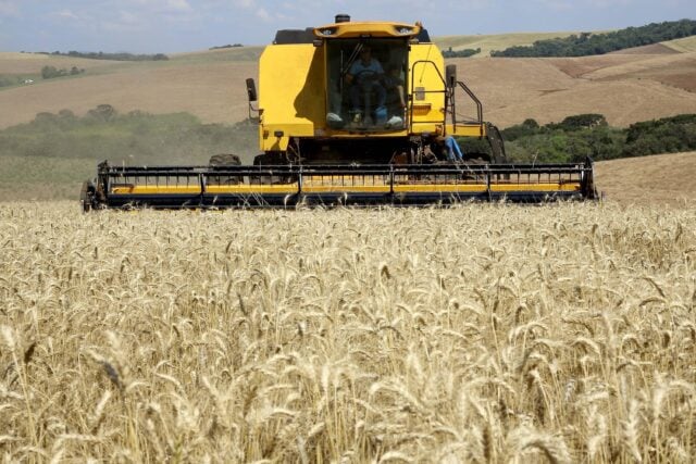 Maior área plantada deve impulsionar safra de trigo da Austrália, diz Rabobank