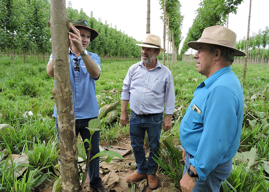 Pesquisa inovadora desvenda segredos da produção de teca em sistemas ILPF