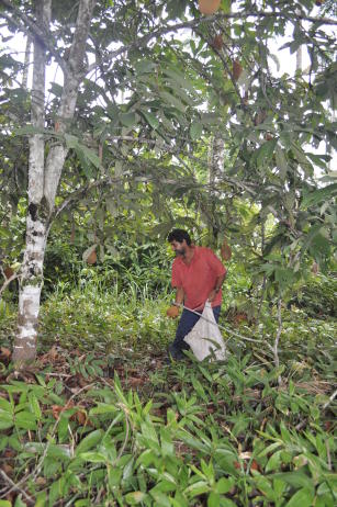 Agricultura sustentável e lucrativa: Conheça o consórcio agroflorestal BR SAF RO 02