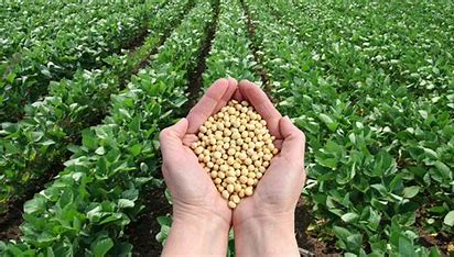 Projeto pioneiro impulsiona a produção sustentável de soja em Mato Grosso