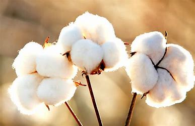 Novo recorde na exportação de algodão no Brasil