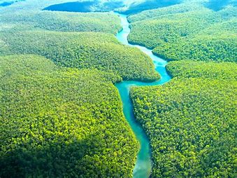 BB e Banco Mundial promovem movimento único ao destinar US$ 400 mi para restaurar a Amazônia