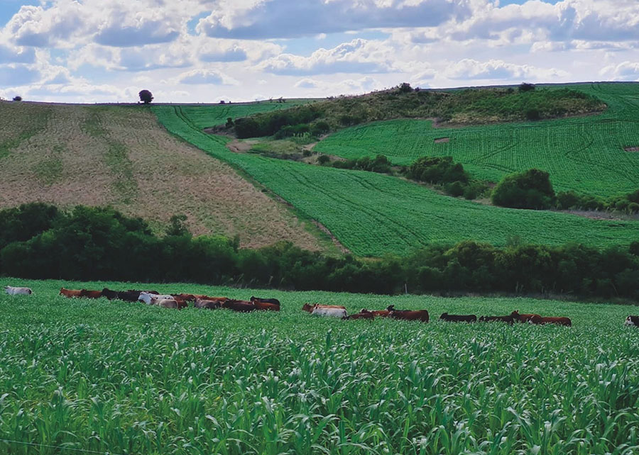 Inovação no Pampa: Sistema revolucionário une lavoura e pecuária com ganhos surpreendentes de produtividade e sustentabilidade