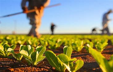 Bioinsumos ganham aprovação do Senado: Um passo importante para a modernização do setor agrícola