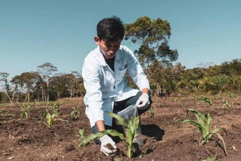 Índios bolivianos estão utilizando em biocarvão como fertilizante