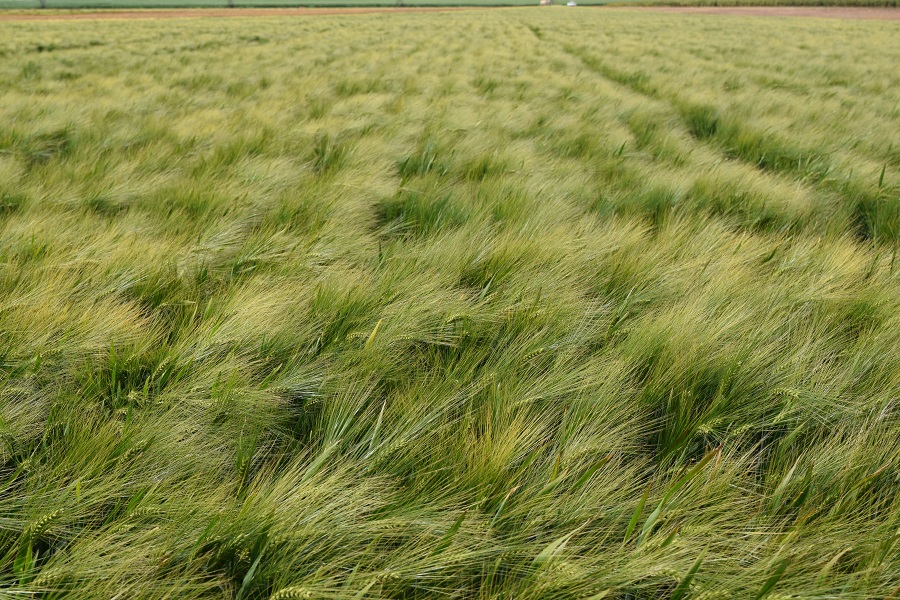 Cevada irrigada pode ampliar produção nacional e reduzir importações