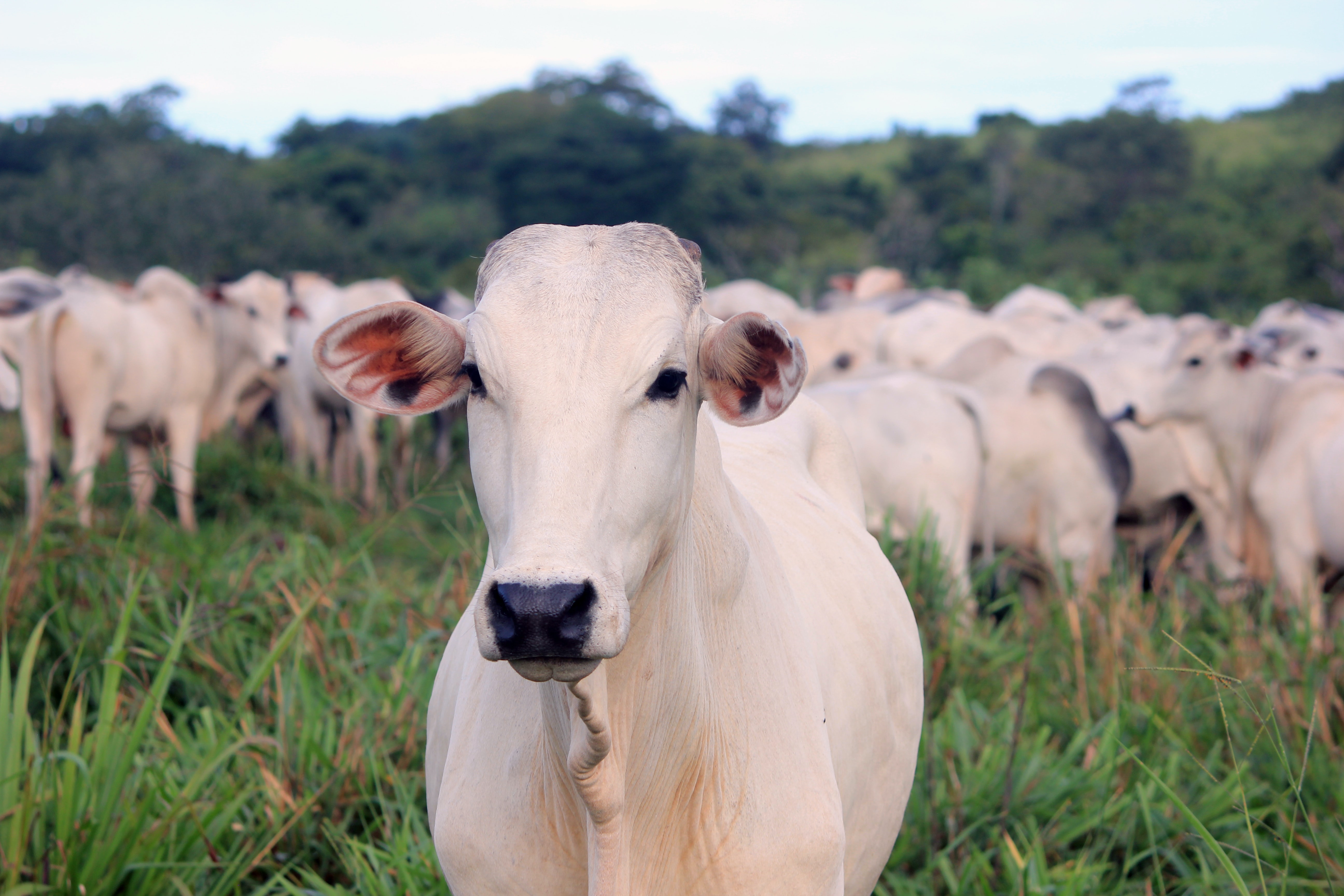 Conheça as principais raças de gado de corte do Brasil