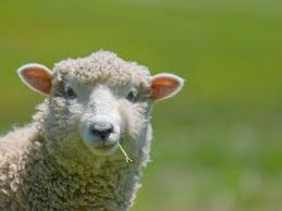🐑Entre fofura e psicodelia: ovelhas gulosas devoram 100kg de cannabis