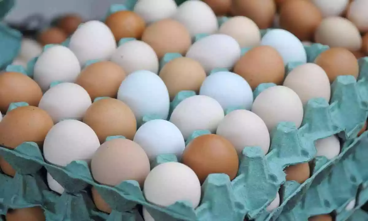 Produção de ovos de galinha no Piauí cresce 90% em uma década, revela IBGE