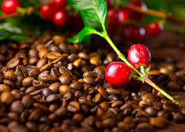 Cecafé se compromete a impulsionar o papel das mulheres na indústria cafeicultora