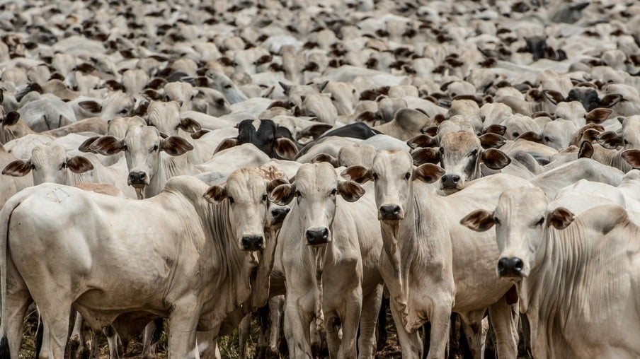 Rebanho Bovino Supera a População Humana em 15%: Um Olhar sobre a Pecuária Global