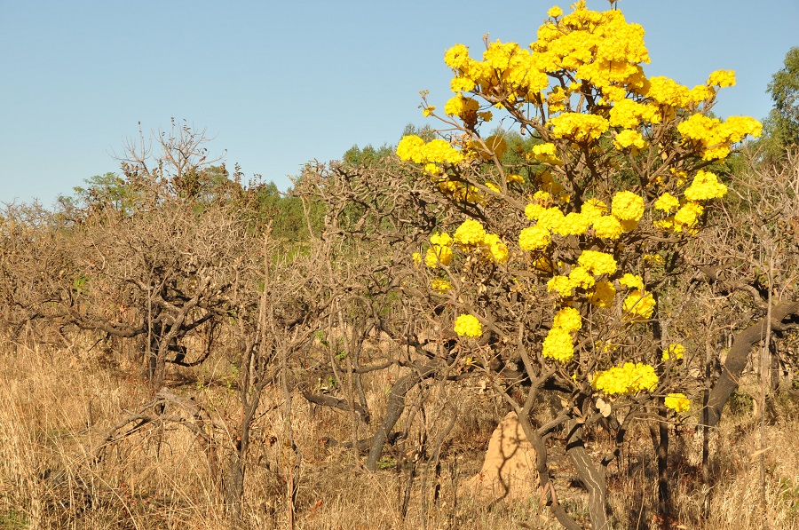 Pesquisas com espécies nativas valorizam e contribuem para conservação do Cerrado
