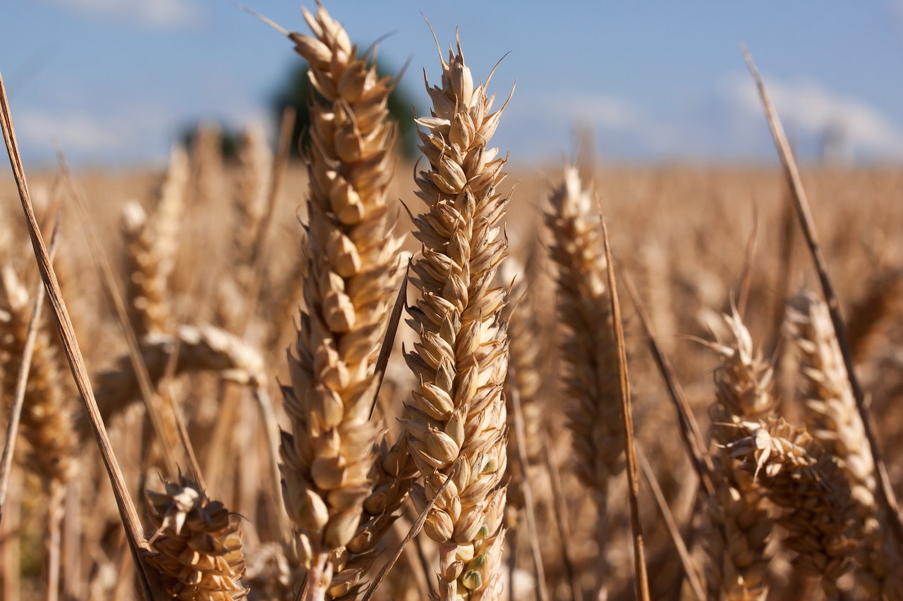 Preços do trigo seguem em queda; expectativa é de nova safra recorde