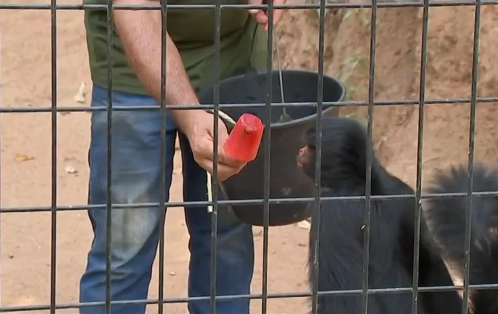 Animais do zoo de Itatiba saboreiam picolés para fugir do calorão