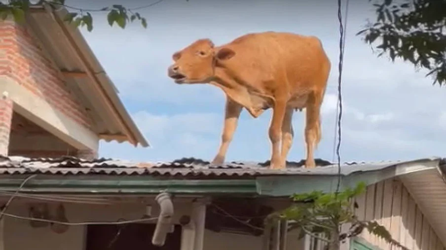 Vaca vai parar em telhado após passagem de ciclone no Rio Grande do Sul; confira