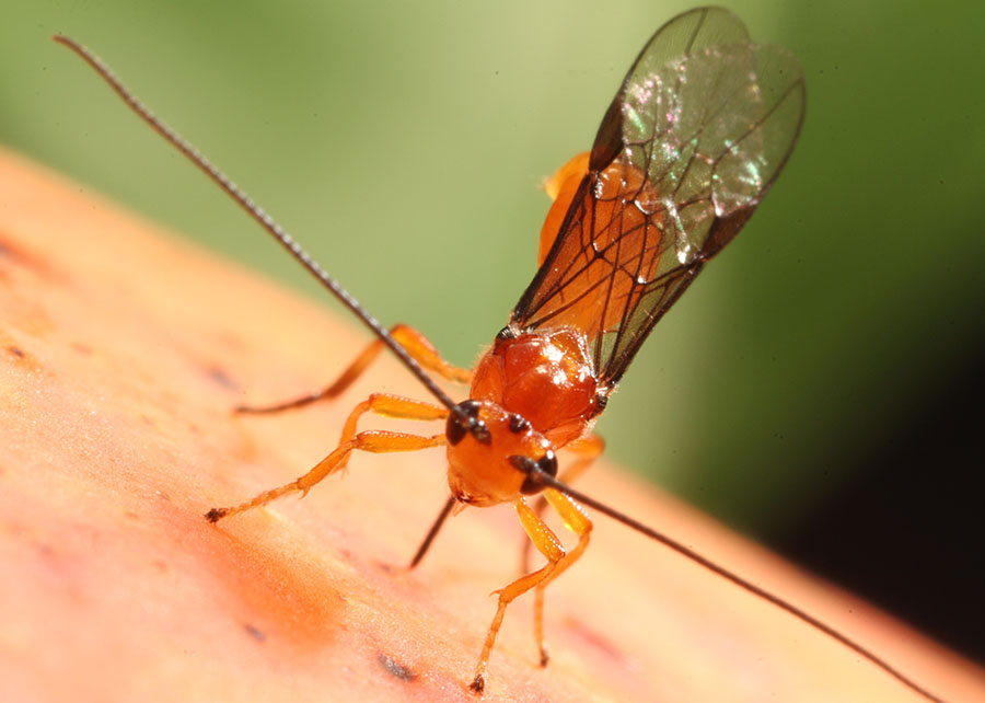 Avanço na agricultura faz registro de vespa nativa para controle de moscas-das-frutas no Brasil