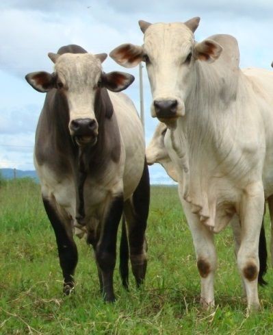 Mercado aquecido: Arroba do boi gordo ganha valor e impulsiona setor agropecuário