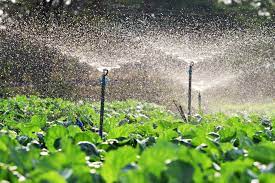 SAF Distribuirá 165 Kits de Irrigação e Assinará Contratos de Alimentação Saudável em 10 Municípios, Investindo Mais de R$ 416 Mil