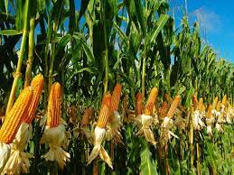 Preços futuros do milho na B3 registram alta contínua, atingindo novo patamar de valorização