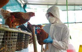 Gripe aviária mais um caso registrado