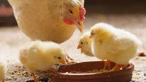 Surto de gripe aviária assola África do Sul: governo toma ação enérgica e sacrifica 2,5 milhões de aves