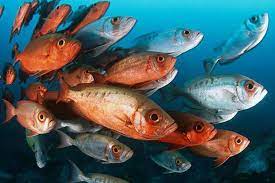 O salto do pescado: Como a piscicultura em SP se tornou o motor das exportações nacionais
