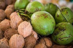 Quebradeiras de coco recebem treinamento especializado para impulsionar a produção sustentável de óleo de coco