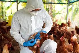 Gripe aviária pode chegar ao Brasil diz presidente Érico Pozzer
