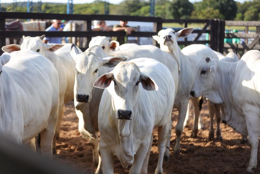 Mercado do boi gordo recua no Brasil devido à grande oferta de fêmeas