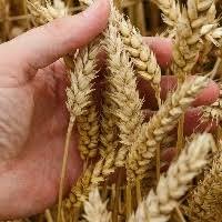 Nova safra de trigo estimada 10,46 milhões de toneladas