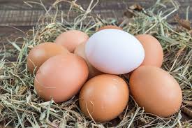 Varejistas sul-africanos lidam com a escassez de ovos devido à temida gripe aviária