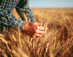Seca favorece agricultores e área de cultivo de trigo cresce significativamente