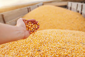 Negociações de milho no Brasil se arrastam: produtores e compradores buscam soluções