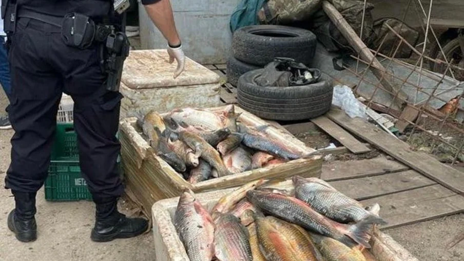 PF intercepta carregamento de 10 toneladas de pescados contaminados