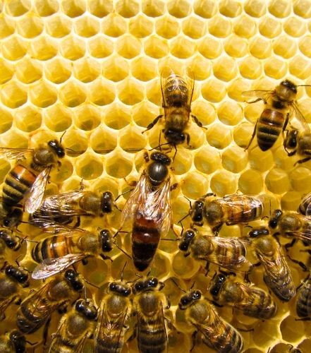 Expo Mel Brasil chega a São Paulo para promover a apicultura e meliponicultura