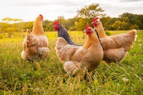 França registra surto de gripe aviária