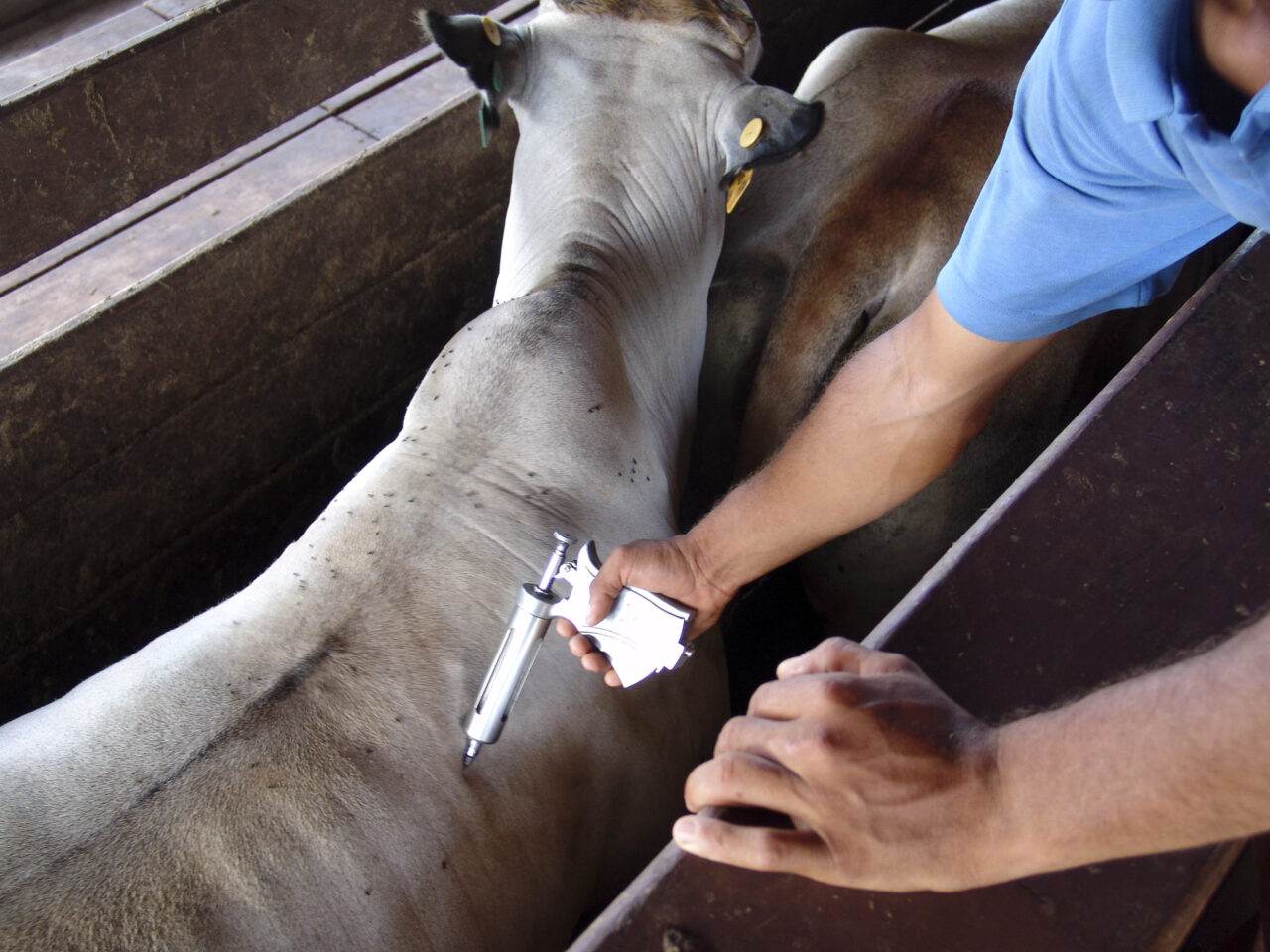Campanha de vacinação de animais em Alagoas superou a meta inicial