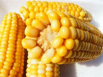 Preços do milho tiveram novas altas de preços Cepea